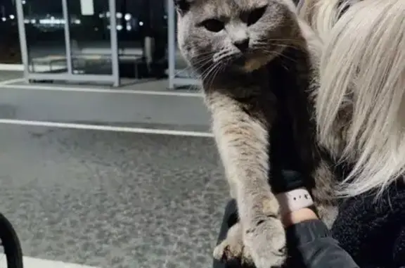 Найдена кошка, Уфа, фото: Кошка найдена: пр. Дружбы Народов, 47, Уфа