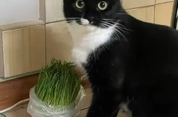 Пропала кошка, ул. Седова, 2 к1, Москва