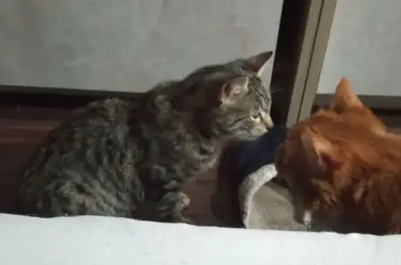 Кошка найдена: Тарифная ул. 7, Волгоград