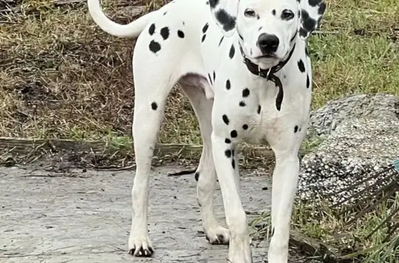 Пропала собака, Пенза, ул. Ленина