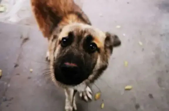 Найдена собака, Волгоград, фото: Собака найдена: пр. Героев Сталинграда 52