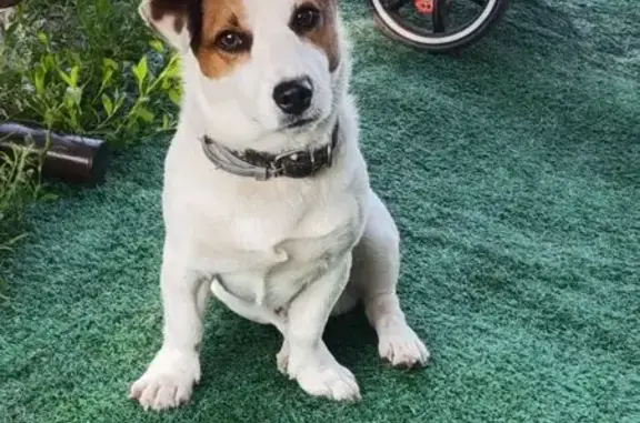 Собаки потеряшки, Самара, фото: Потеряшка собака, Енисейская ул., Самара