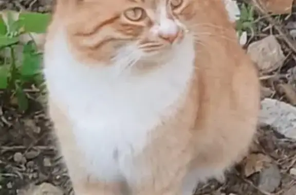 Кошки потеряшки, Ставрополь, фото: Потеряшка кот Рыжик, Ставрополь, Ландыш 2-я