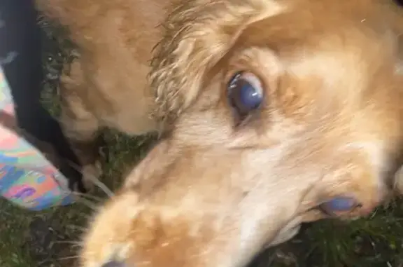 Найдена собака, , фото: Найдена собака в с. Алешня, Рязанская обл.