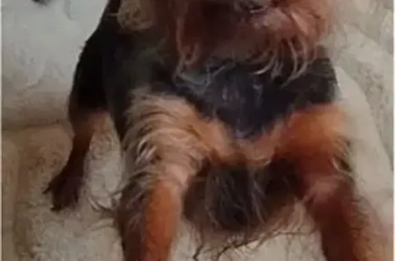 Пропала собака, пр. Степана Разина, Тольятти