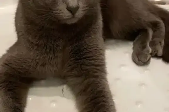 Найдена кошка, Раменское, фото: Кошка найдена, Высоковольтная, Раменское