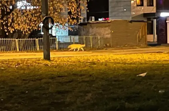 Найдена собака, Челябинск, фото: Собака найдена, ул. 3 Интернационала, 70