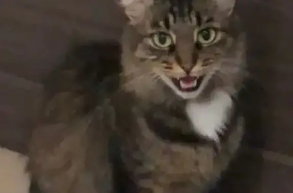 Потерянные животные Московская область, фото: Пропала кошка в Юдино, МО