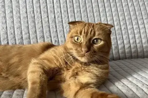 Пропала кошка, ул. Ветеранов, 13, Миасс