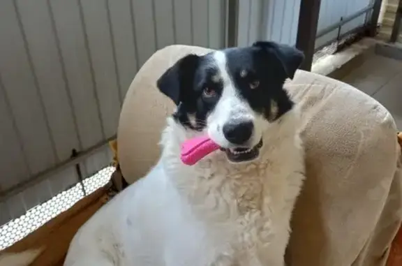 Пропала собака, Извилистая ул., Горячий Ключ