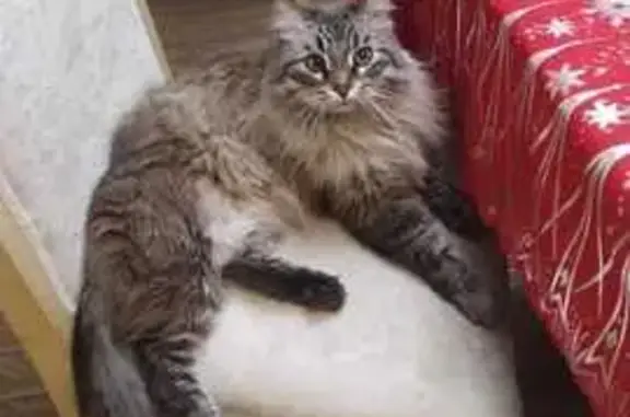 Пропал кот, Вишнёвая балка, Волгоград