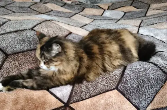 Кошки потеряшки, Киров, фото: Потеряшка кошка, проезд Шаляпина, 6А