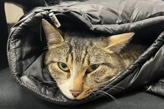 Найдена кошка, Екатеринбург, фото: Кошка найдена: 3-й Южный проезд ЕКАД