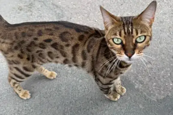 Пропала бенгальская кошка, Кособокова 25