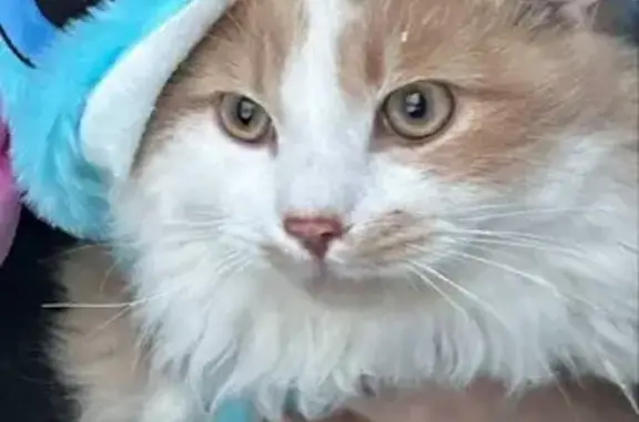 Кошки потеряшки, Майкоп, фото: Потеряшка котик Пиоша, ул. Ломоносова, Майкоп