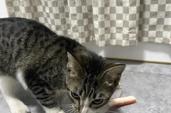 Найдена кошка, Брянск, фото: Кошка найдена на ул. Куйбышева, Брянск