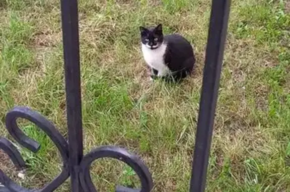 Найдена кошка, Санкт-Петербург, фото: Кошка найдена: Красносельское ш., 54 к2