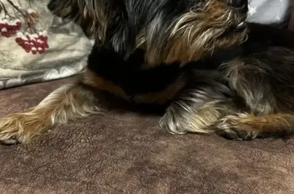 Найдена собака, Ростовская область, фото: Найдена собака, Каменск-Шахтинский