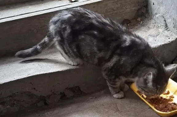 Кошка найдена: ул. 9 Января, 248, Воронеж