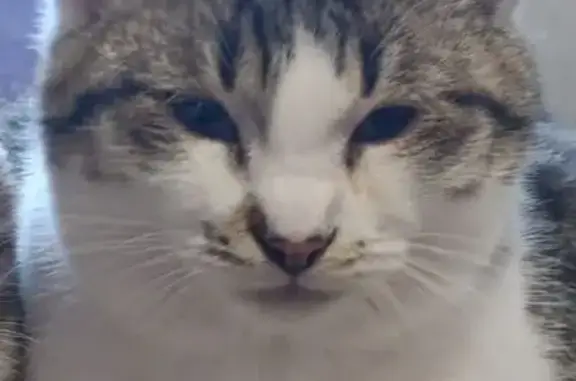 Кошки потеряшки, Медведево, фото: Потеряшка кошка, ул. Ленина 16, Медведево