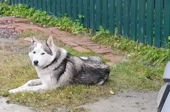 Найдена собака, Ленинградская область, фото: Хаски найдена в Тосненском поселении