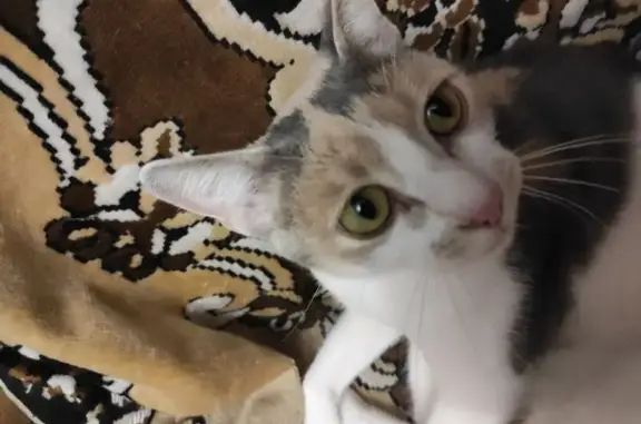 Кошки потеряшки, Саратов, фото: Потеряшка кошка, Парковая ул., Саратов