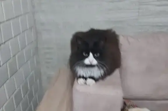 Пропала кошка, Донецкая ул., Волгоград