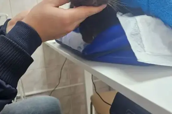 Найдена кошка, Санкт-Петербург, фото: Кошка найдена: Большая Озёрная, 90