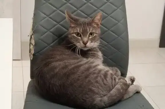 Кошки потеряшки, Ставрополь, фото: Потеряшка серый кот, Российский пр., 13