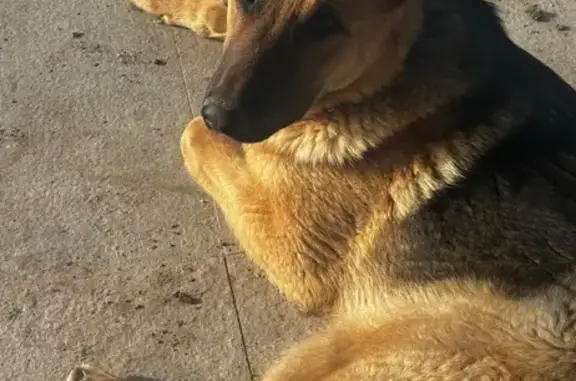 Пропала собака, Астана, район Есиль