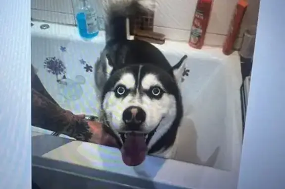 Найдена собака, Москва, фото: Собака найдена, ул. Т. Макаровой, 3, Москва