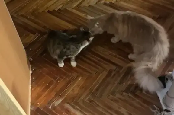 Найдена кошка, Санкт-Петербург, фото: Кошка найдена: пр. Гагарина, 12 к2 лит Т