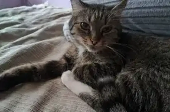 Пропала кошка, ул. Маяковского 33, Ржев