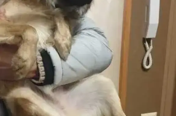 Собака найдена: ул. Гагарина, Калининград