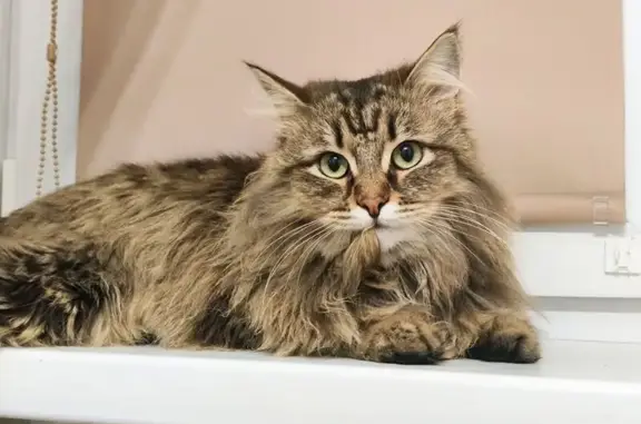 Пропала кошка, ул. Блюхера, 22, Курган