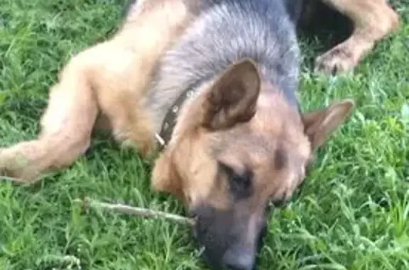 Пропала собака, Луговая ул., Терновой