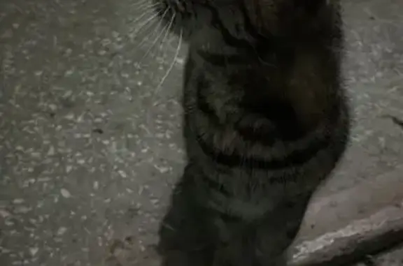 Найдена кошка, Екатеринбург, фото: Кошка найдена: Ученический пер., 3, Екб