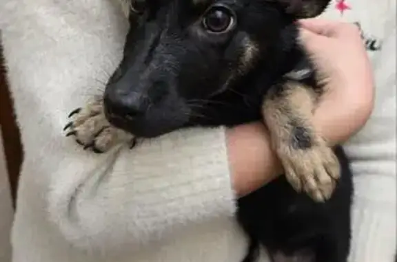 Щенок найден у аграрного университета, Волгоград