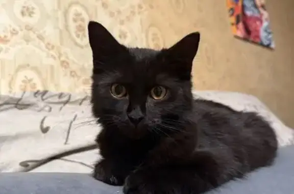 Пропал черный кот, Шелковичная 210, Саратов