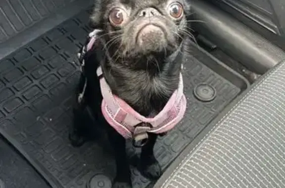 Собаки потеряшки, Санкт-Петербург, фото: Потеряшка собака, пр. Энтузиастов, 20 к1