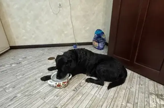 Найдена собака, Новороссийск, фото: Собака найдена: ул. Рыжова, 46, Новороссийск