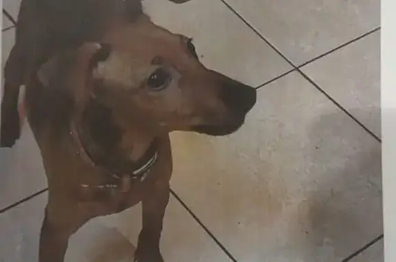 Собаки потеряшки, Подольск, фото: Потеряшка собака, Большая Серпуховская 32