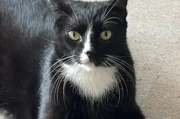 Пропала кошка, Среднеохтинский пр. 28/17