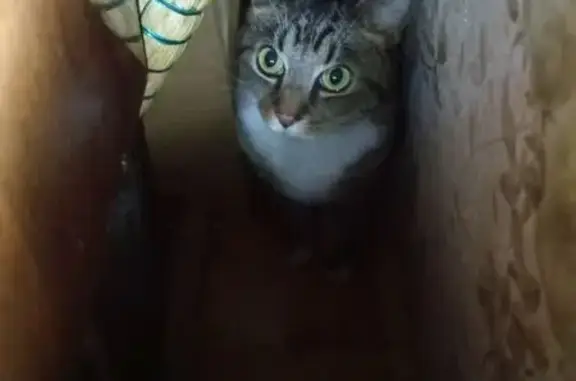 Найдена кошка, Санкт-Петербург, фото: Найдена кошка, пр. Просвещения 30 к1