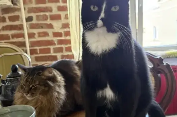 Пропала кошка, Среднеохтинский пр., 28/17