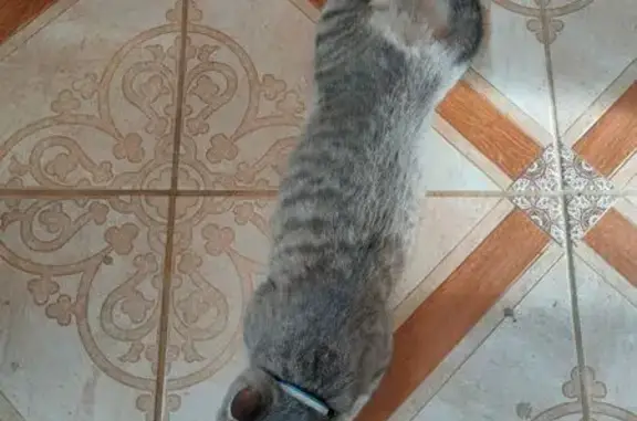 Кошки потеряшки, Малаховка, фото: Потеряшка кошка, ул. Кирова, 23А, Малаховка