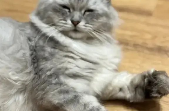 Пропала кошка, ул. Баранова, 11, Казань