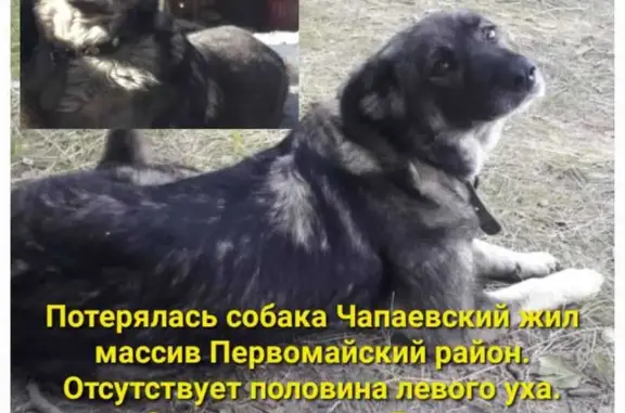 Пропала собака, ул. Чапаева 10, Новосибирск