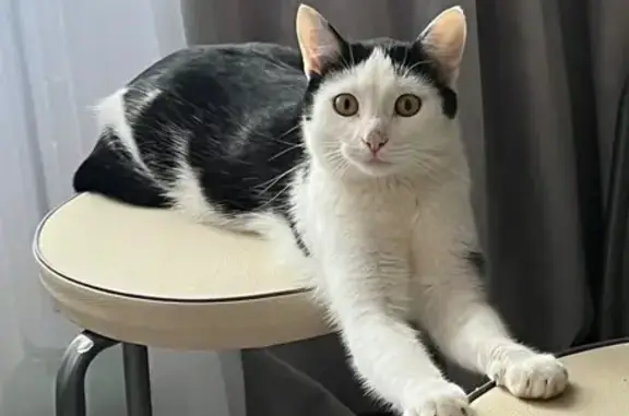 Кошки потеряшки, Уфа, фото: Потеряшка кошка, Уфа, б-р Хадии Давлетшиной