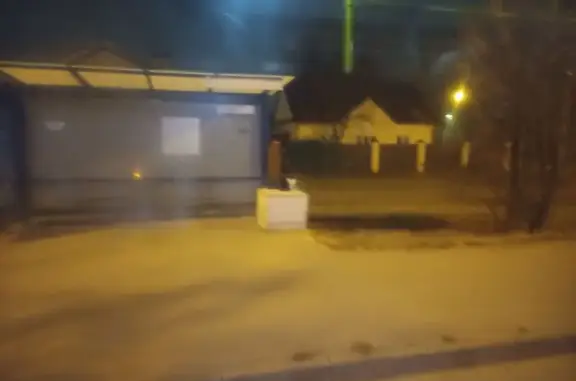 Кошка у школы 105, Центр.-Мариупольская 94